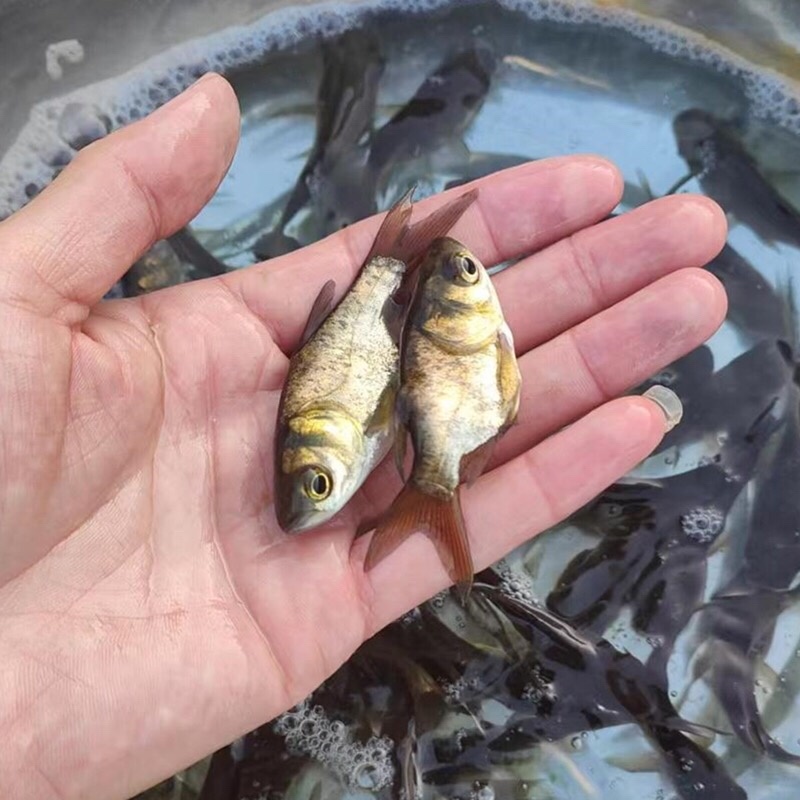批发缩骨大头鱼苗花鲢鱼鲢鳙鱼苗基地直发全年技术追踪