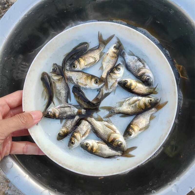 批发缩骨大头鱼苗花鲢鱼鲢鳙鱼苗基地直发全年技术追踪