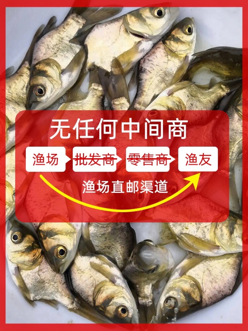 批发缩骨大头鱼苗花鲢鱼鲢鳙鱼苗基地直发全年技术追踪