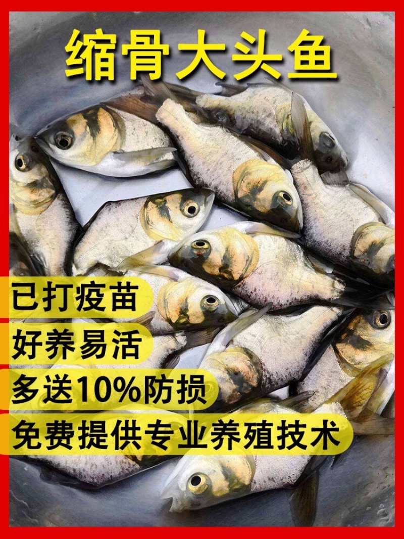 批发缩骨大头鱼苗花鲢鱼鲢鳙鱼苗基地直发全年技术追踪