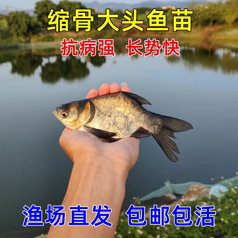 批发缩骨大头鱼苗花鲢鱼鲢鳙鱼苗基地直发全年技术追踪