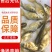 批发缩骨大头鱼苗花鲢鱼鲢鳙鱼苗基地直发全年技术追踪