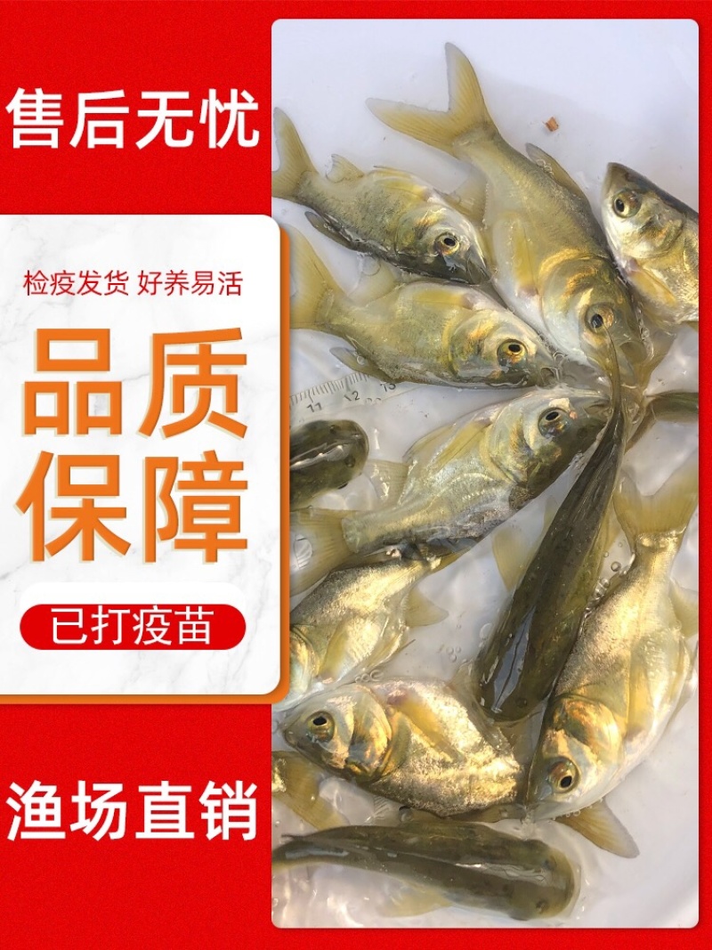 批发缩骨大头鱼苗花鲢鱼鲢鳙鱼苗基地直发全年技术追踪