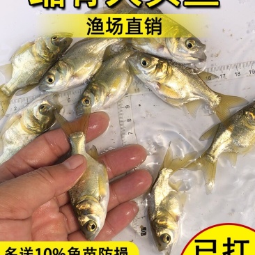 批发缩骨大头鱼苗花鲢鱼鲢鳙鱼苗基地直发全年技术追踪