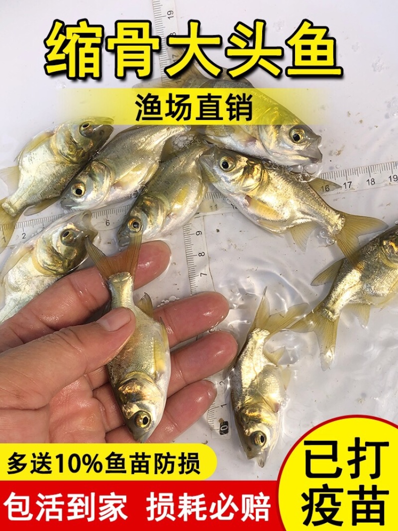 批发缩骨大头鱼苗花鲢鱼鲢鳙鱼苗基地直发全年技术追踪