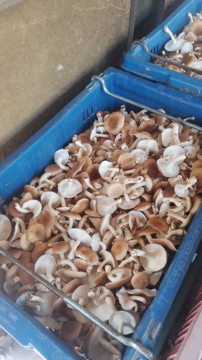 新鲜精品仿野生小香菌