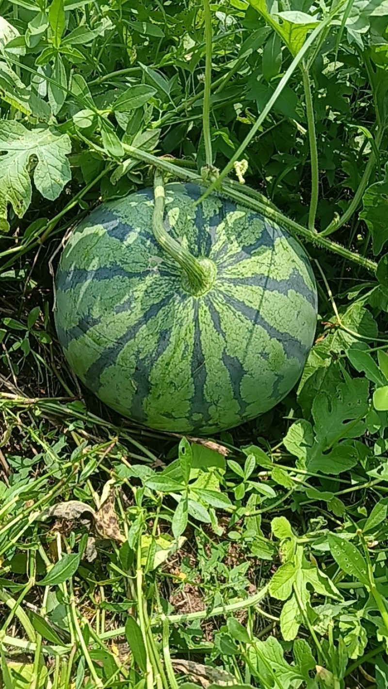 红米王