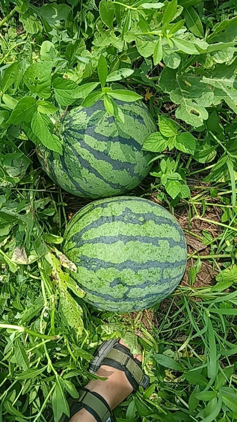 红米王