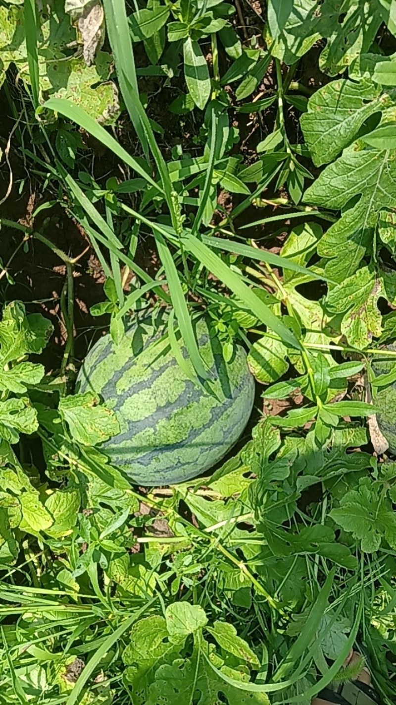 红米王