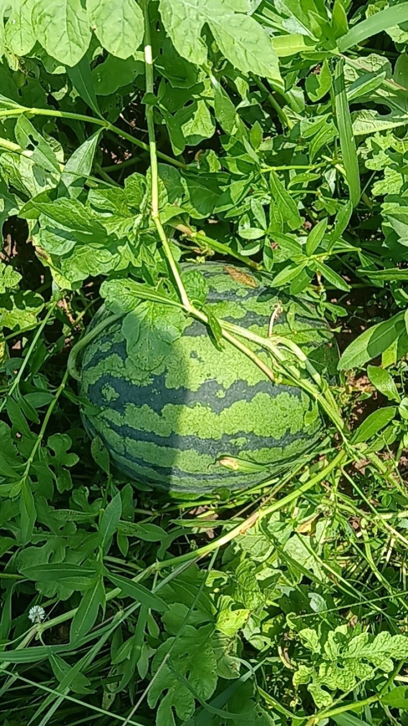 红米王