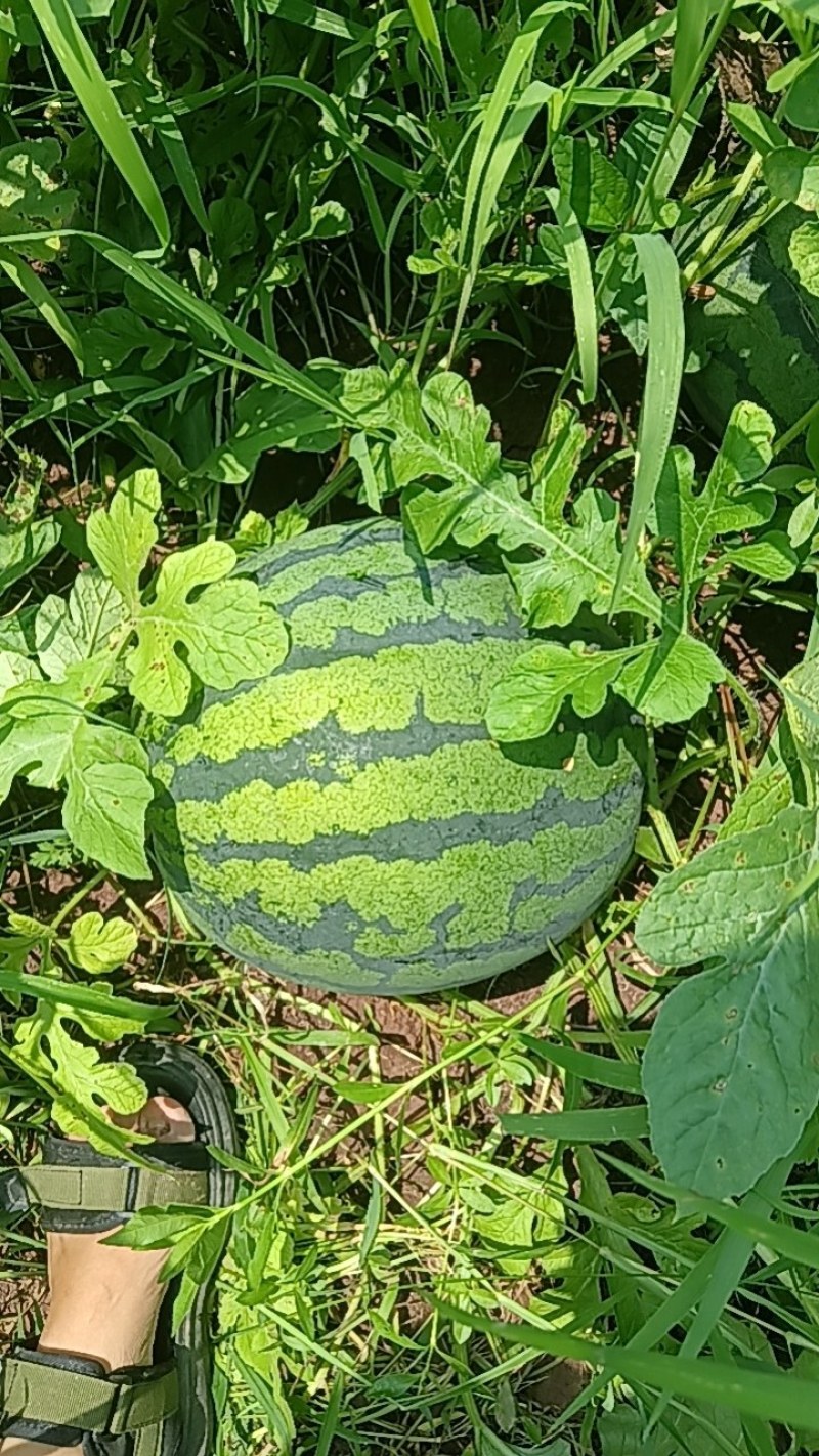 红米王