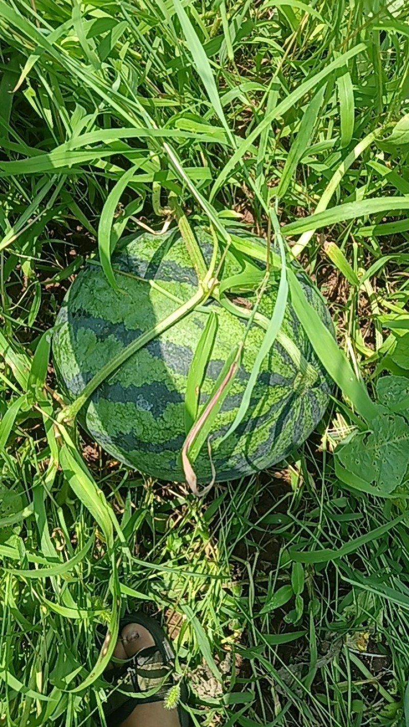 红米王