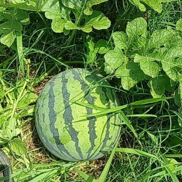 红米王