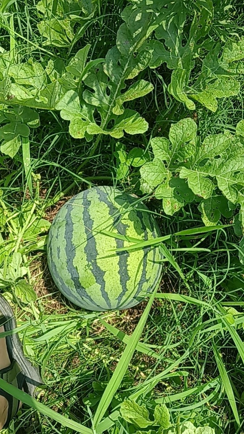 红米王