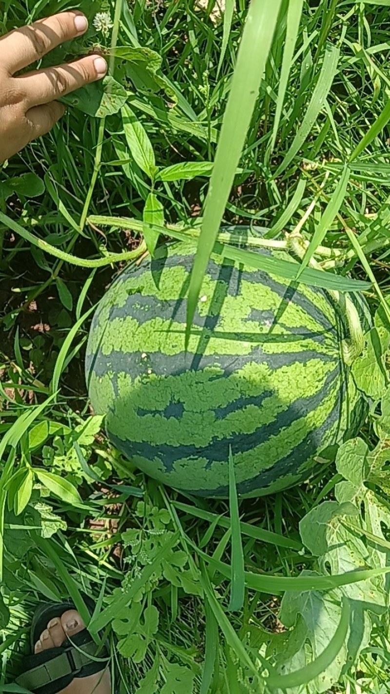 红米王