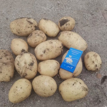凌海土豆大量上市