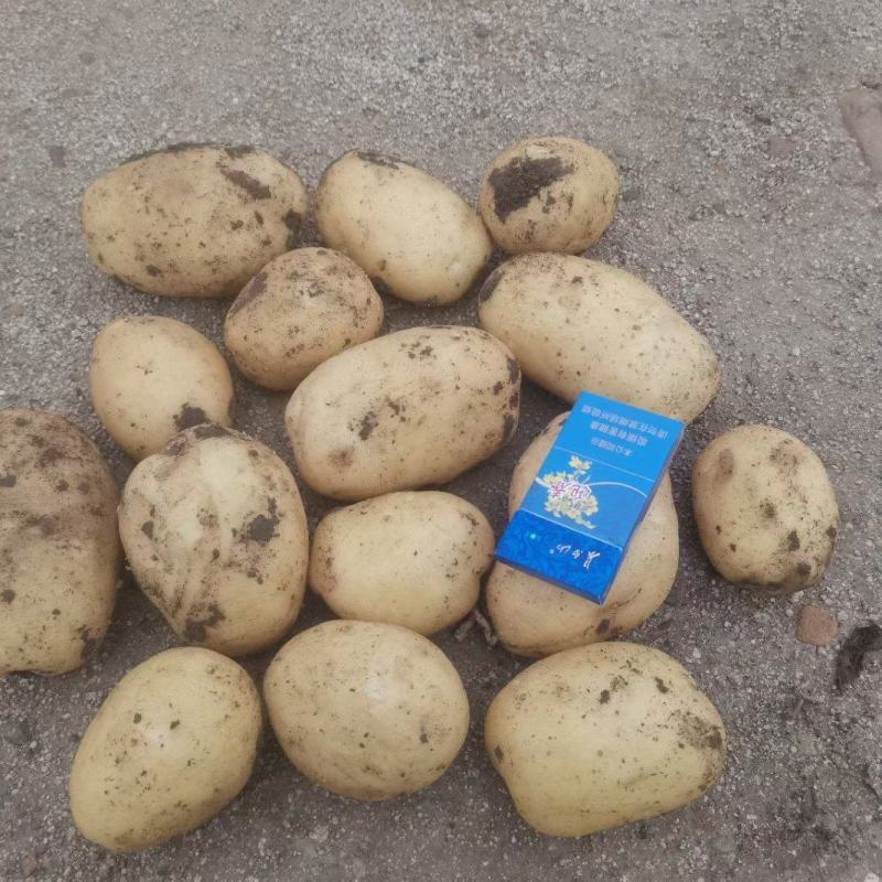 凌海土豆大量上市