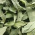 排钱草500g纯干叶江西草药