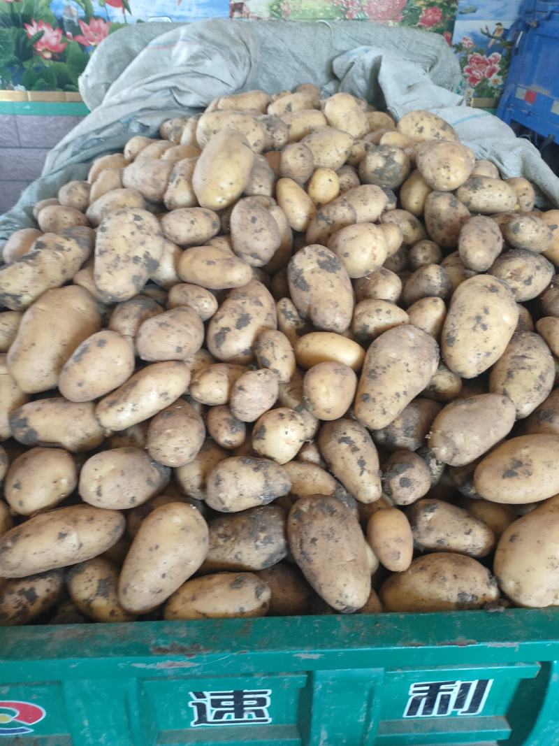 【精品】平度冷库土豆荷兰十五，沃土规格齐全，大量供应，