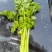 芹菜，西芹