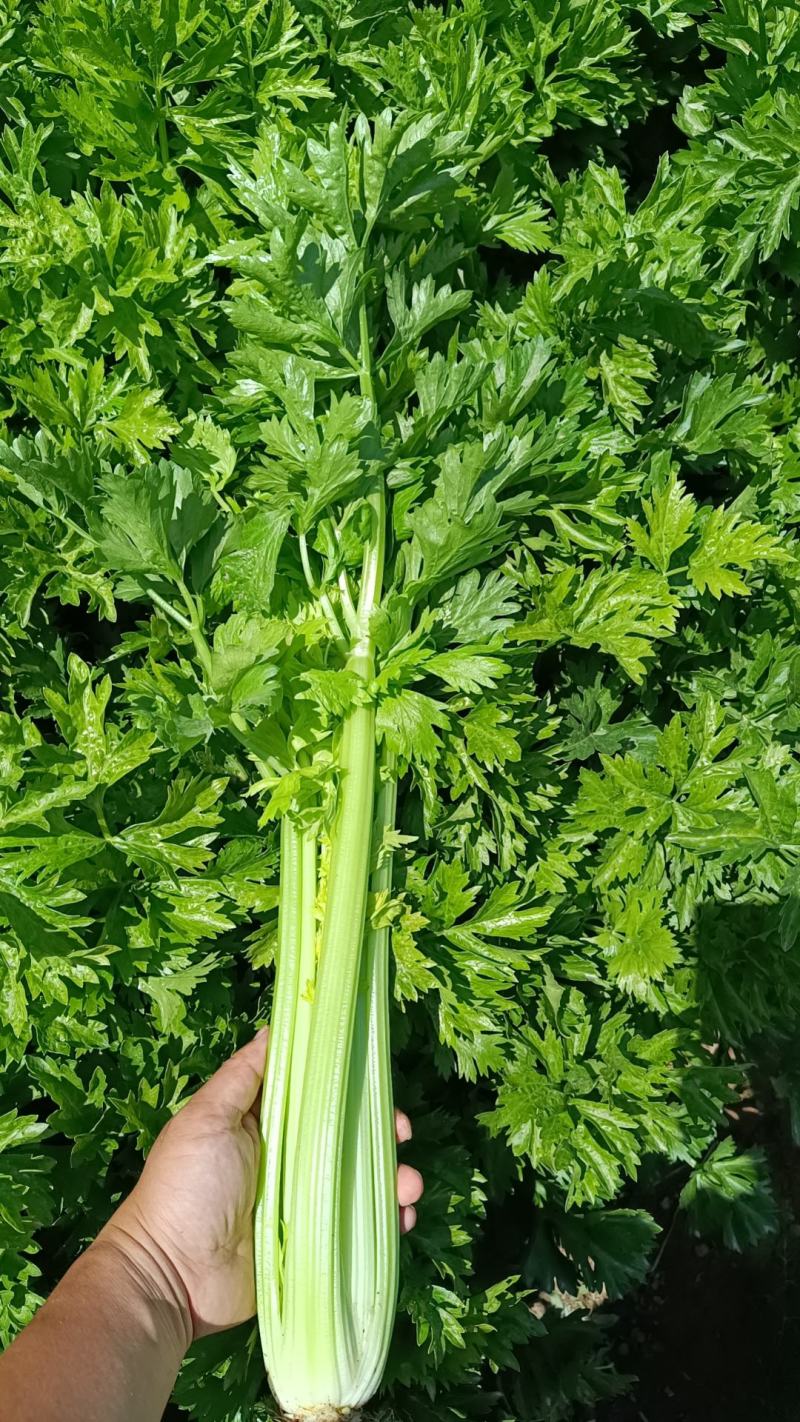 芹菜，西芹