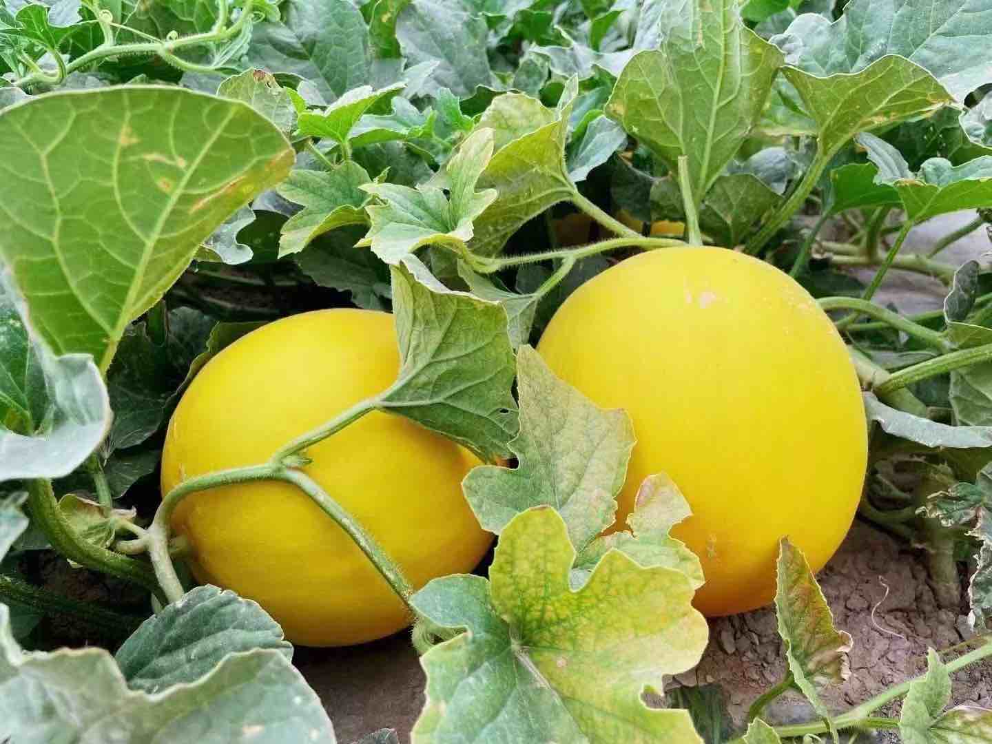 民勤与吐鲁番蜜瓜种植环境对比图