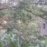 湖北郧西花椒酱，香麻可口纯正无假