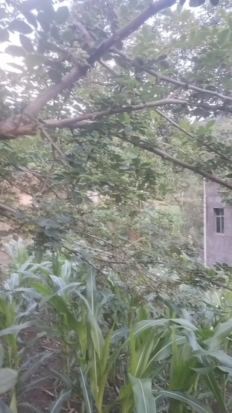 湖北郧西花椒酱，香麻可口纯正无假