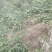 湖北郧西花椒酱，香麻可口纯正无假