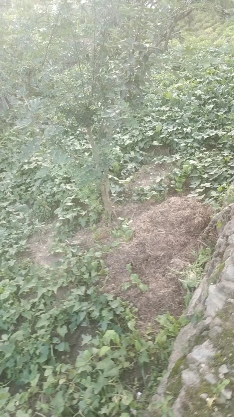 湖北郧西花椒酱，香麻可口纯正无假