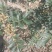湖北郧西花椒酱，香麻可口纯正无假