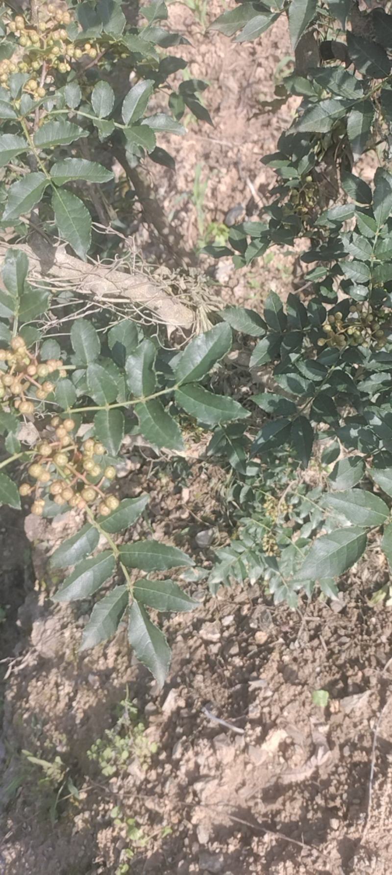 湖北郧西花椒酱，香麻可口纯正无假