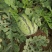 大棚头茬8424西瓜