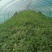 大棚头茬8424西瓜