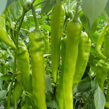 辣椒苗,彩椒苗,螺丝椒苗,薄皮尖椒苗,基地直发