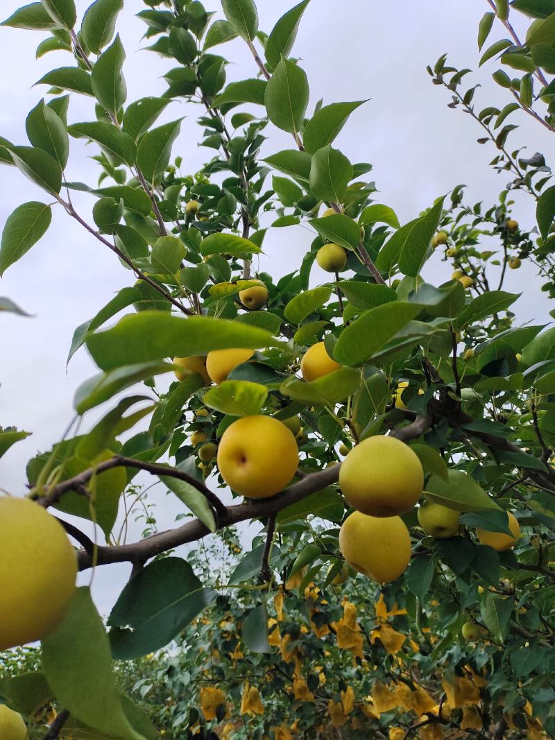丁香梨，雪花梨大量上市了，欢迎各位老板实地看货