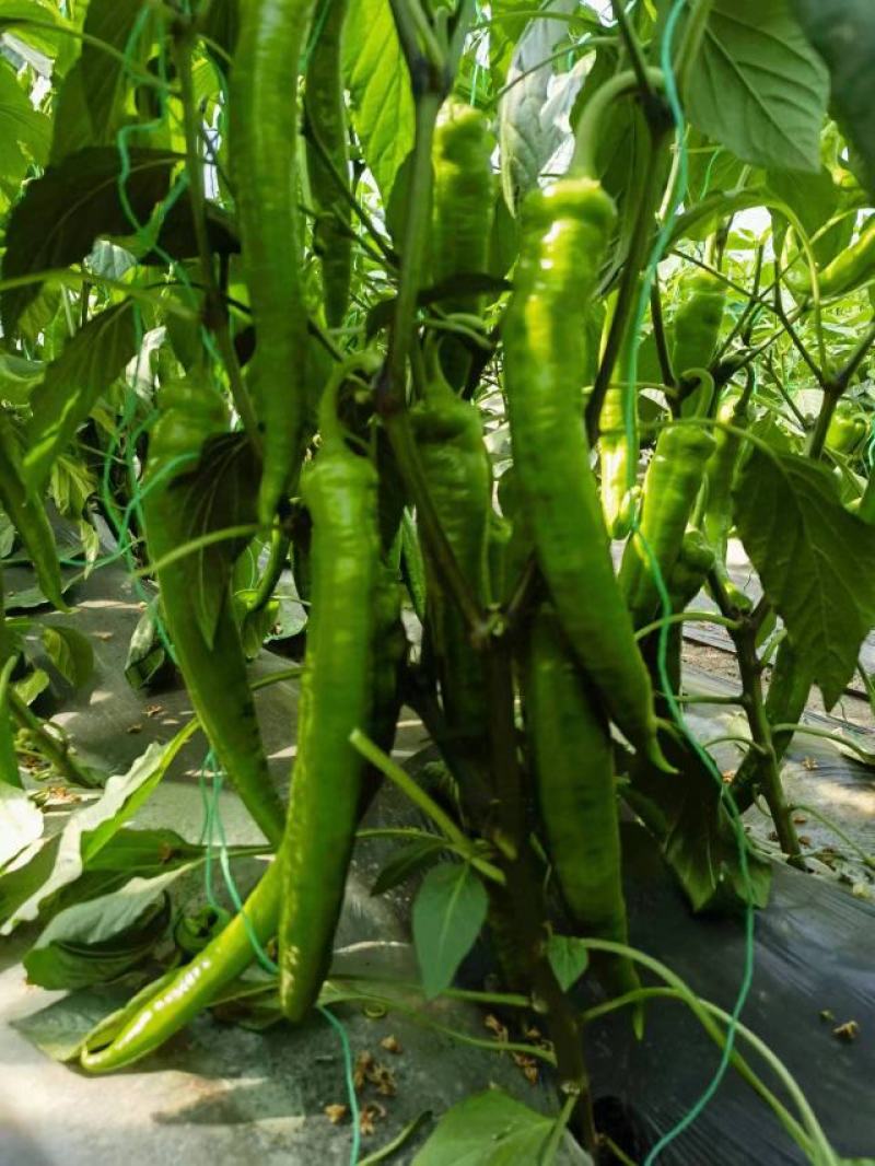辣椒苗，彩椒苗，螺丝椒苗，薄皮尖椒苗，基地直发