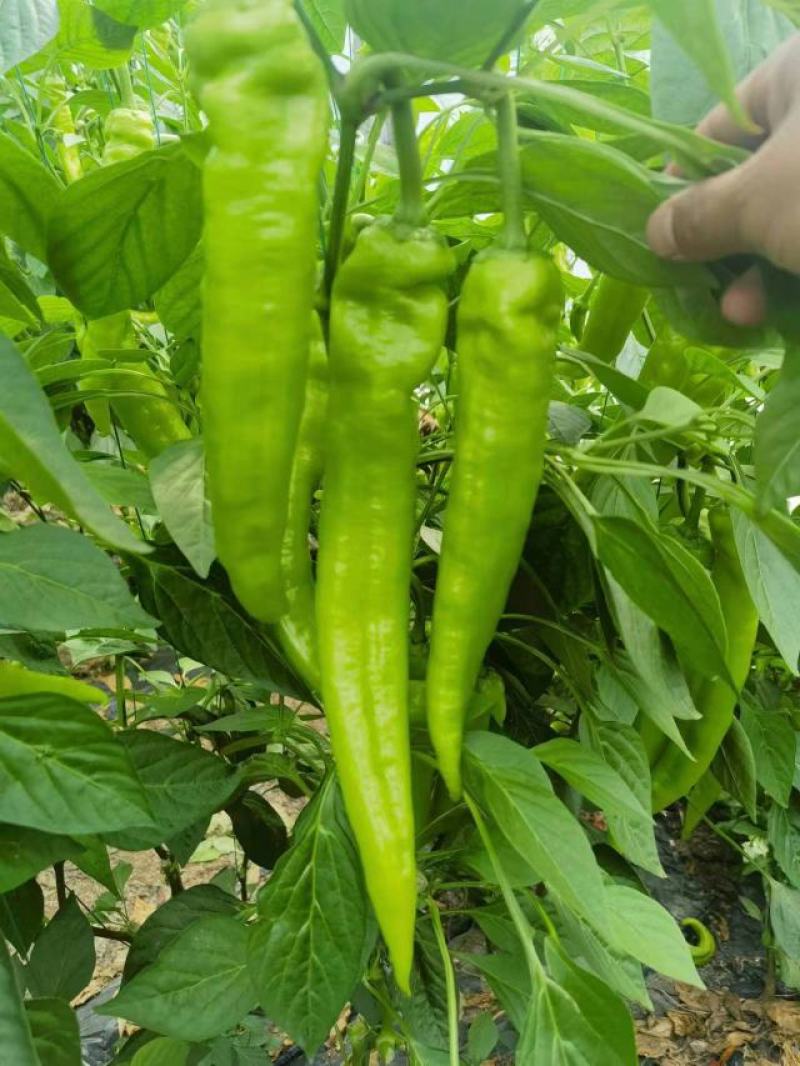 辣椒苗，彩椒苗，螺丝椒苗，薄皮尖椒苗，基地直发
