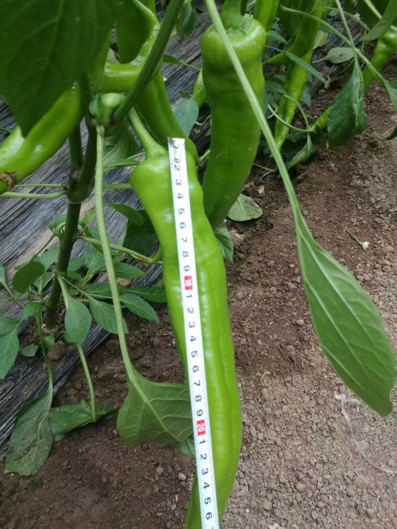 辣椒苗，彩椒苗，螺丝椒苗，薄皮尖椒苗，基地直发