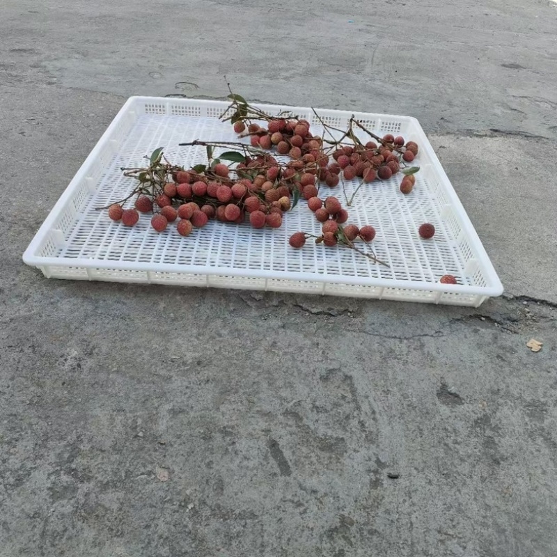 食品白色塑料筐耐高温药材烘干盘茶叶玫瑰花晾晒托盘烘烤盘