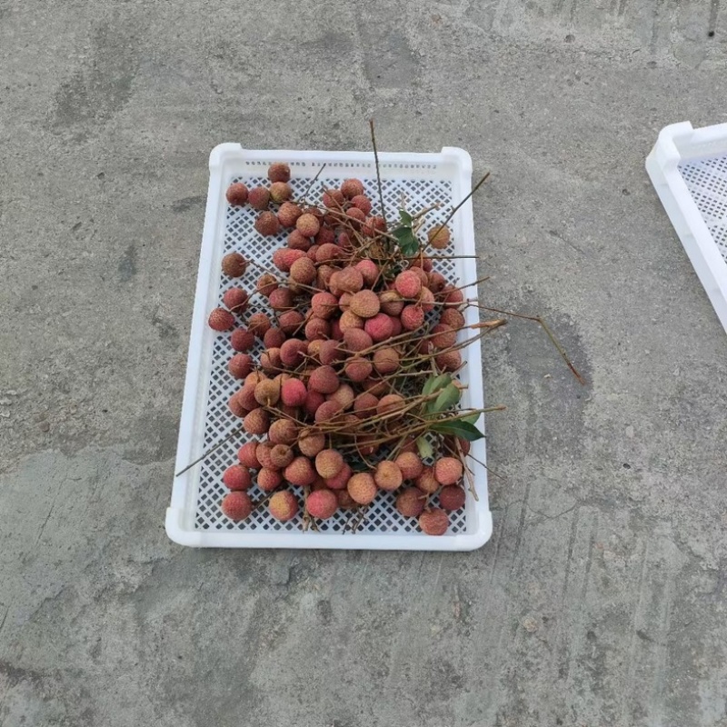 食品白色塑料筐耐高温药材烘干盘茶叶玫瑰花晾晒托盘烘烤盘