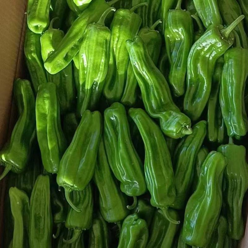 陕西芜湖椒鲜辣椒精品辣椒大量上市品质保证货源充足
