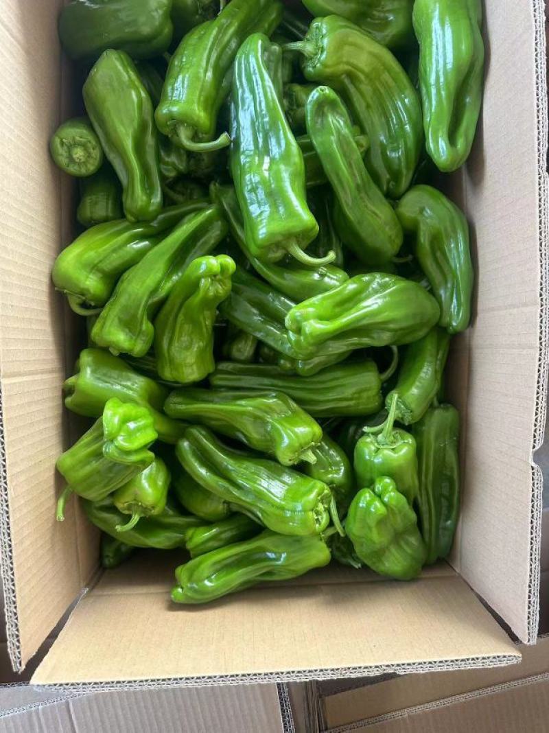 陕西芜湖椒鲜辣椒精品辣椒大量上市品质保证货源充足