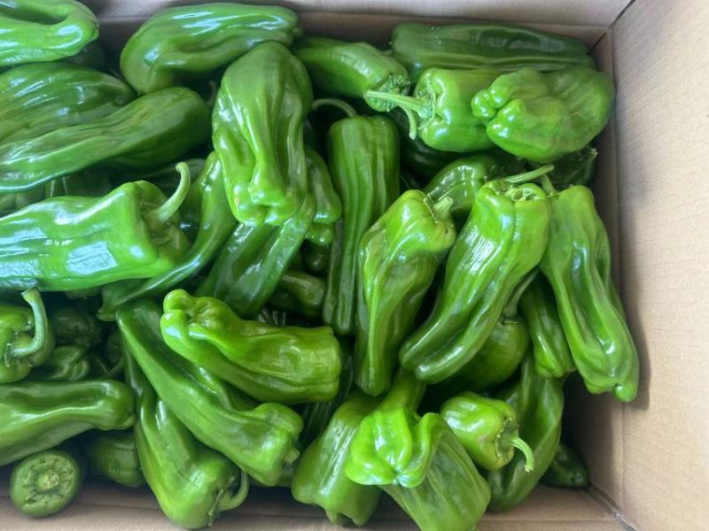 陕西芜湖椒鲜辣椒精品辣椒大量上市品质保证货源充足