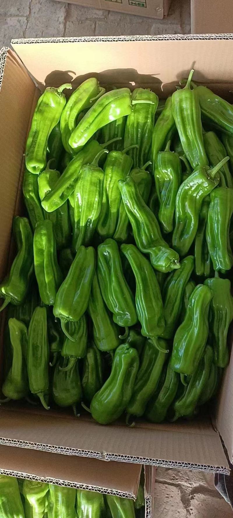陕西芜湖椒鲜辣椒精品辣椒大量上市品质保证货源充足
