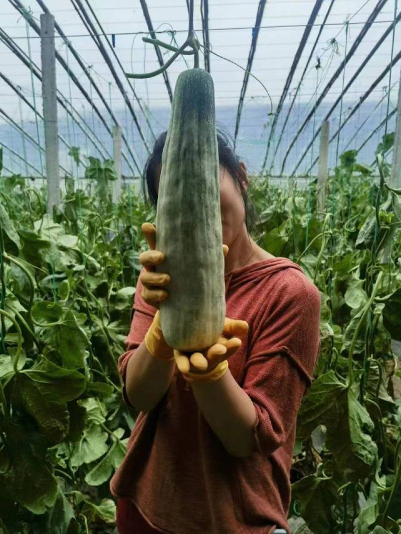 甜瓜苗，嫁接绿宝苗，羊角蜜苗，博洋九基地直发，包成活率