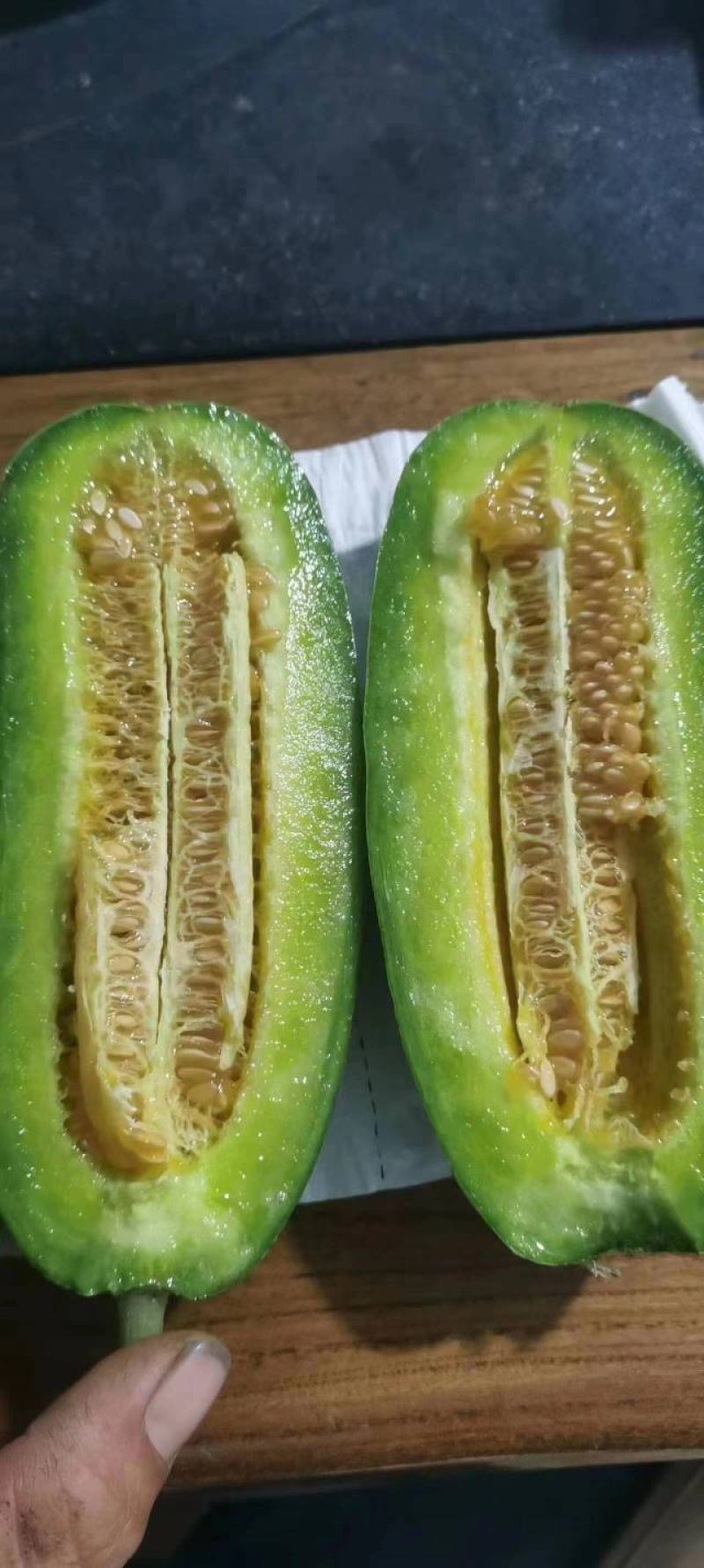 甜瓜苗，嫁接绿宝苗，羊角蜜苗，博洋九基地直发，包成活率