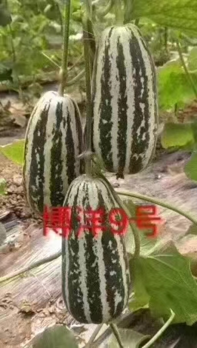 甜瓜苗，嫁接绿宝苗，羊角蜜苗，博洋九基地直发，包成活率