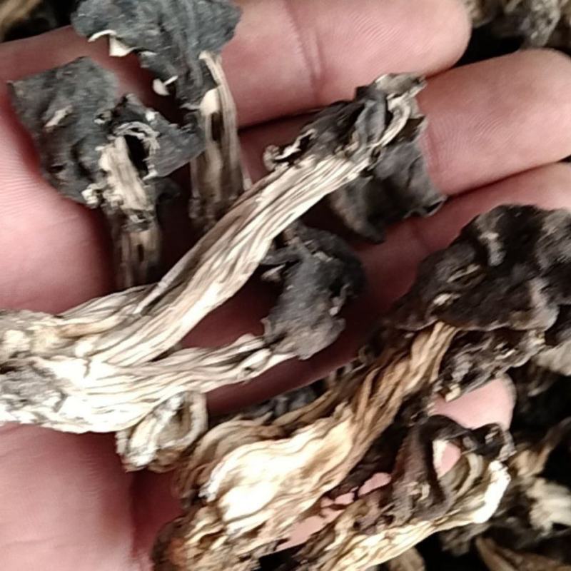 木耳蘑形似(新疆巴楚蘑菇)自然晒干东北特产塞罕坝