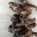 木耳蘑形似(新疆巴楚蘑菇)自然晒干东北特产塞罕坝
